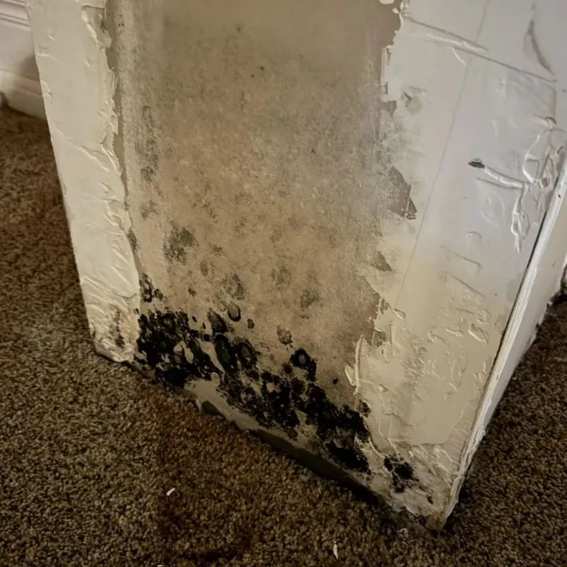 Professional Mold Removal in Slope County, ND